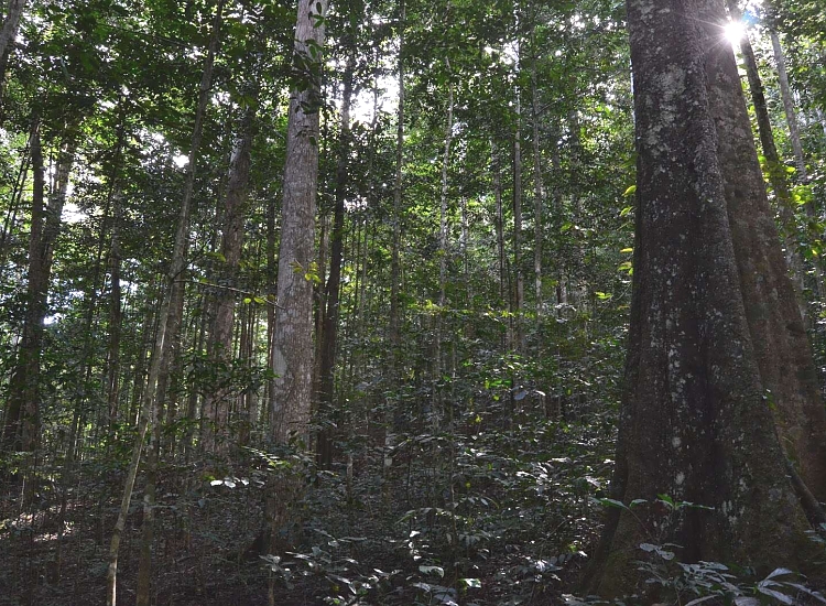 Nature Walk Usambara