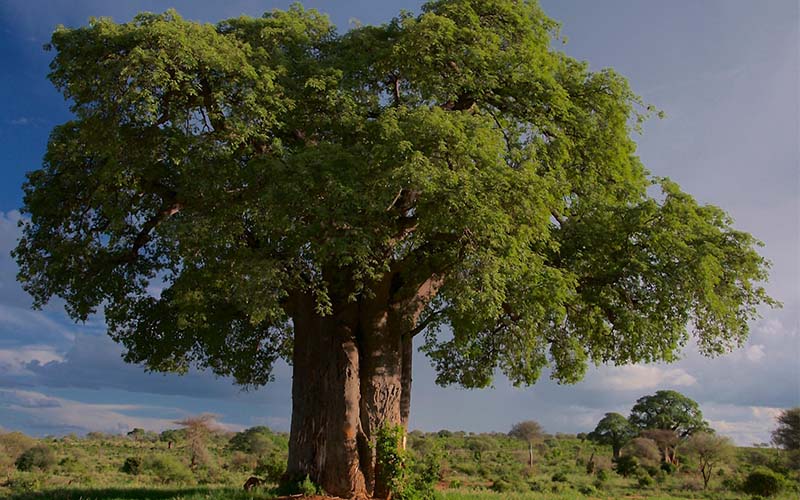 Tarangire National Park
