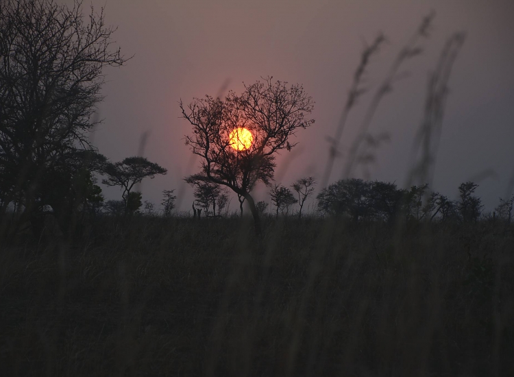 Night Game Drives