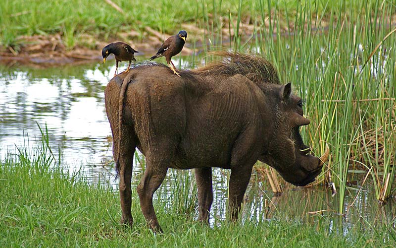 Katavi National Park