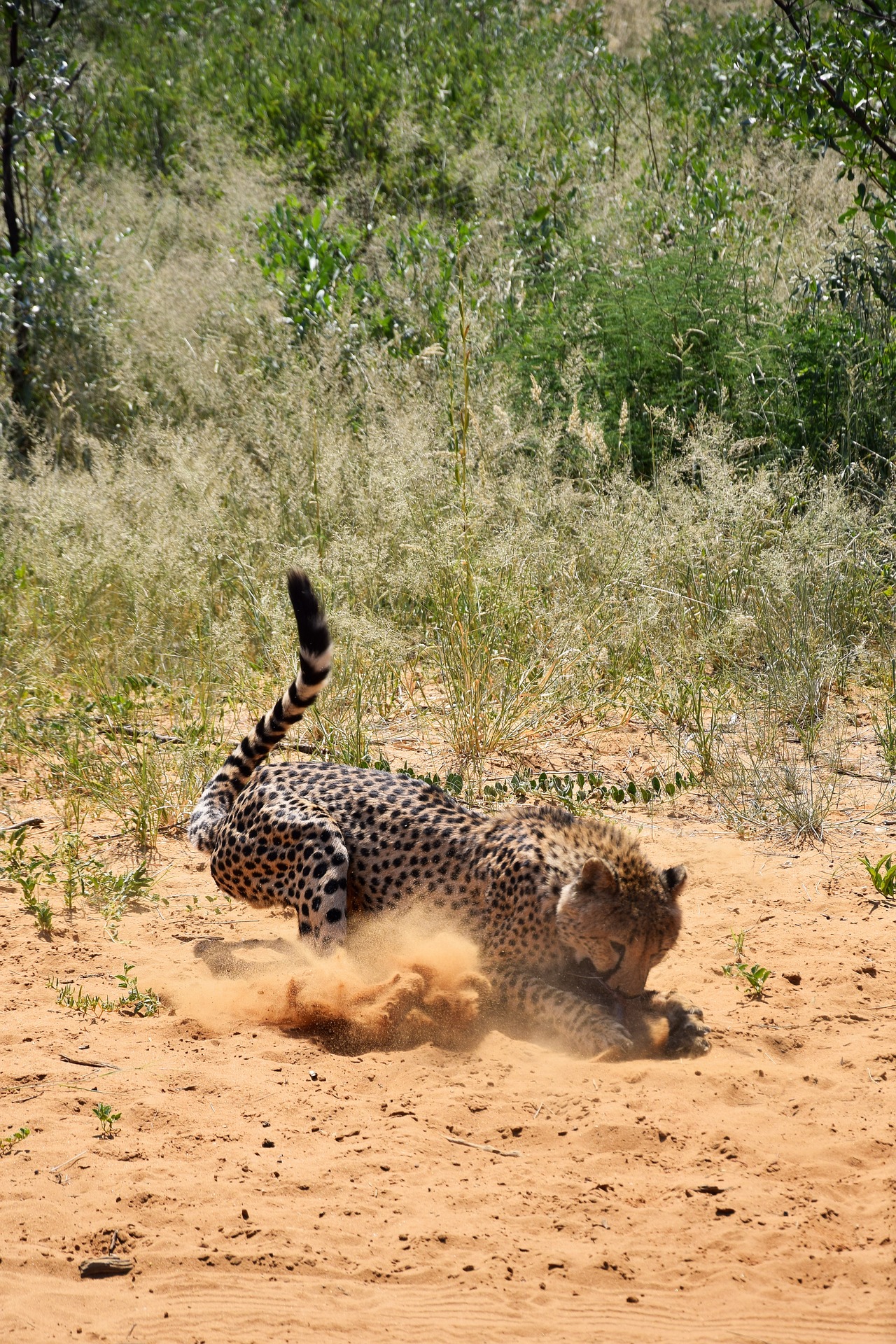 Ruaha National Park