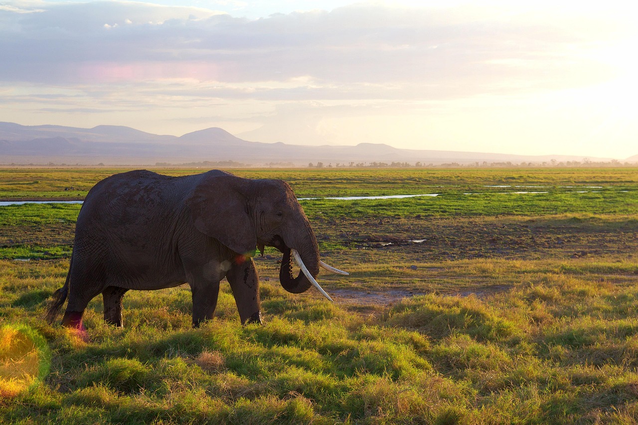 Ruaha National Park