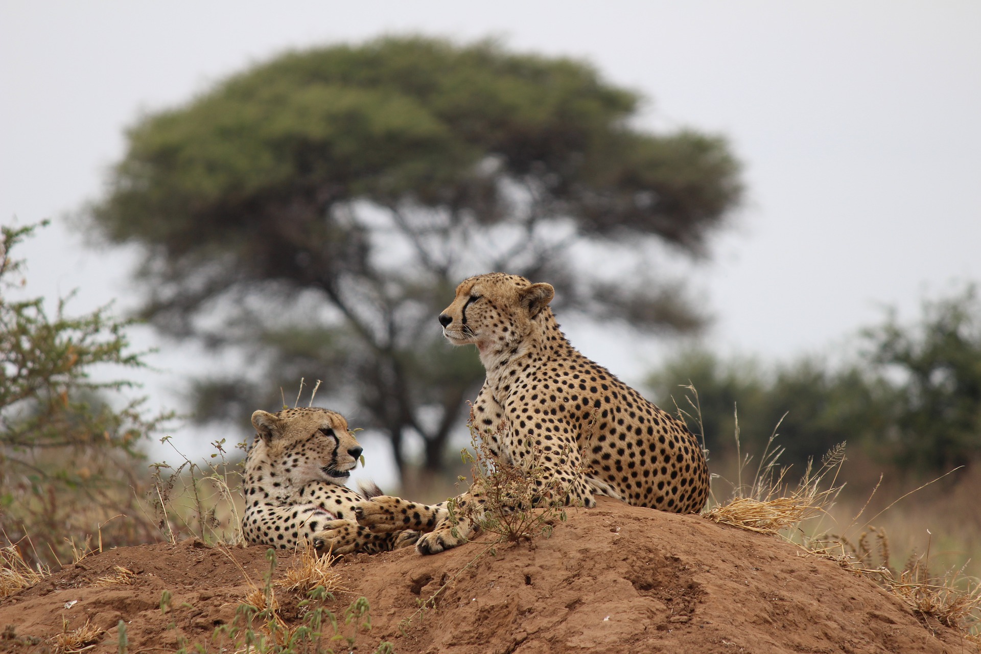 Selous Game Reserve