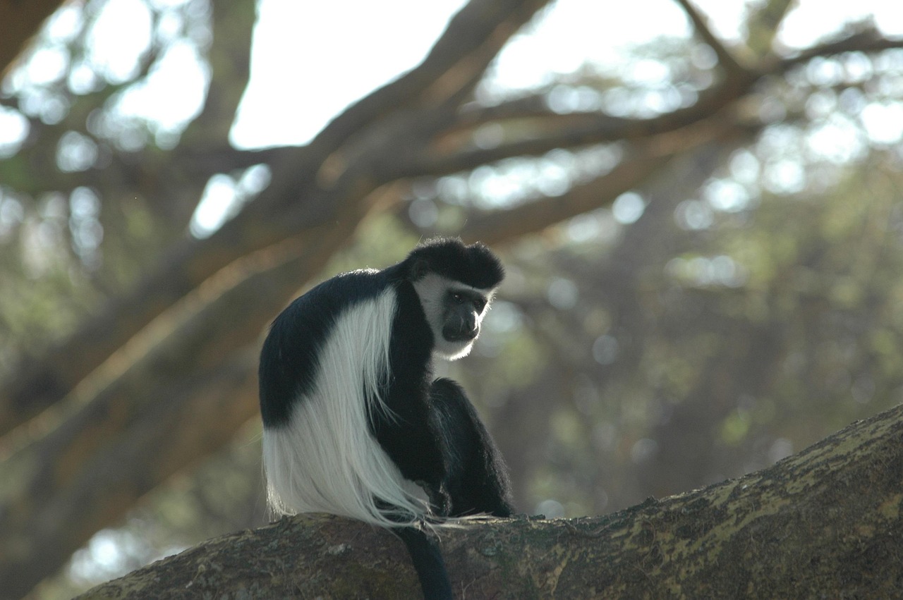 Gombe Stream National Park