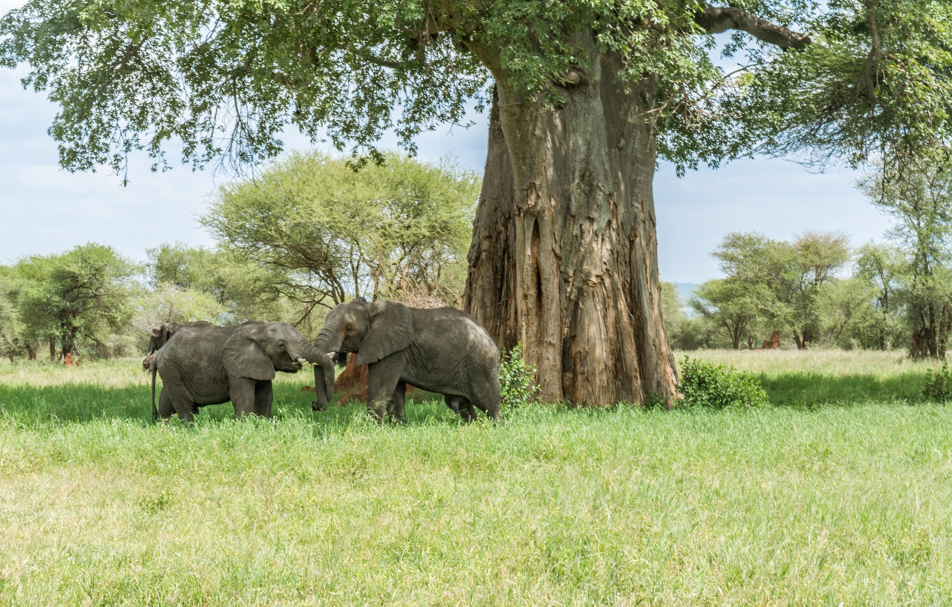 Ruaha National Park
