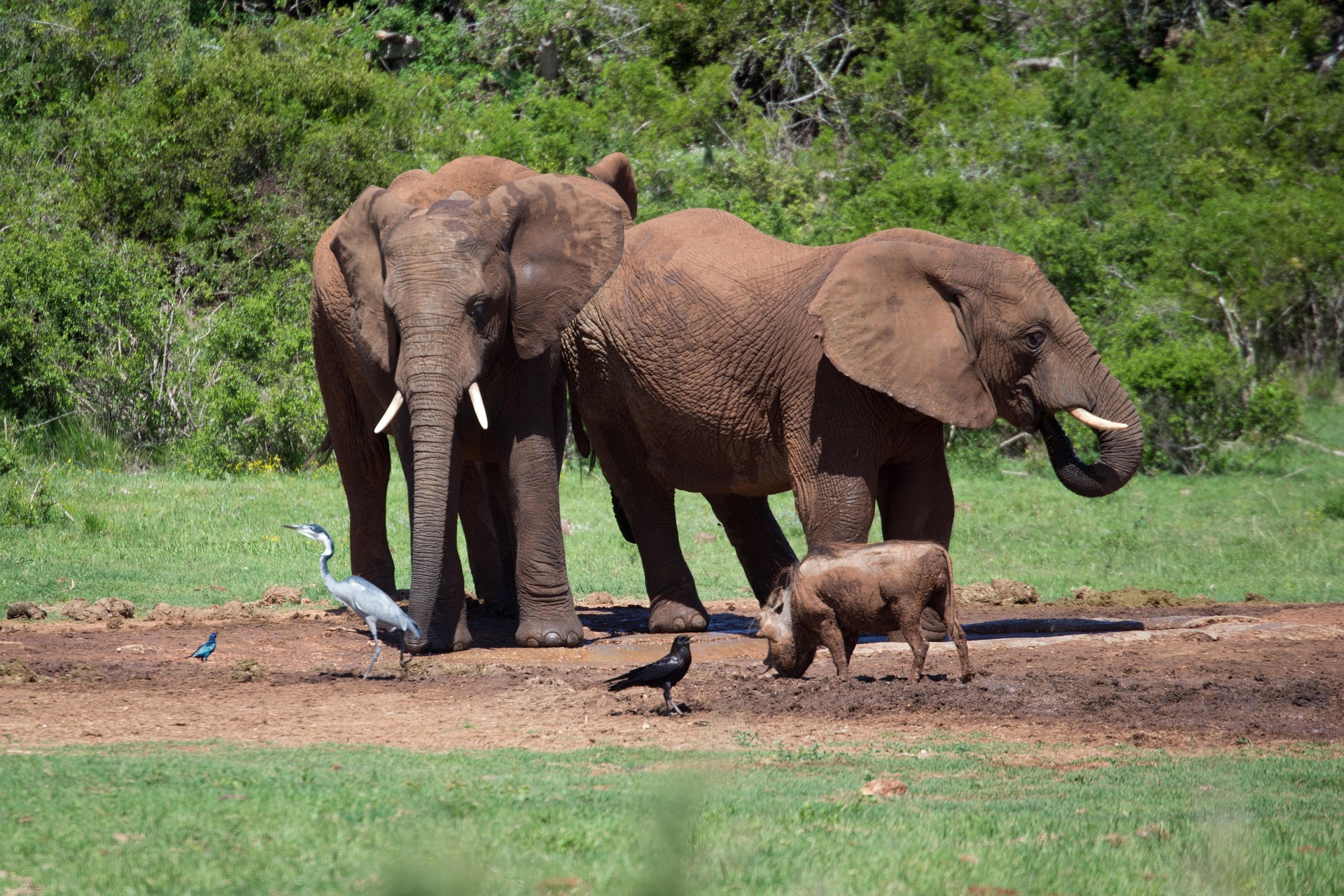 Ruaha National Park