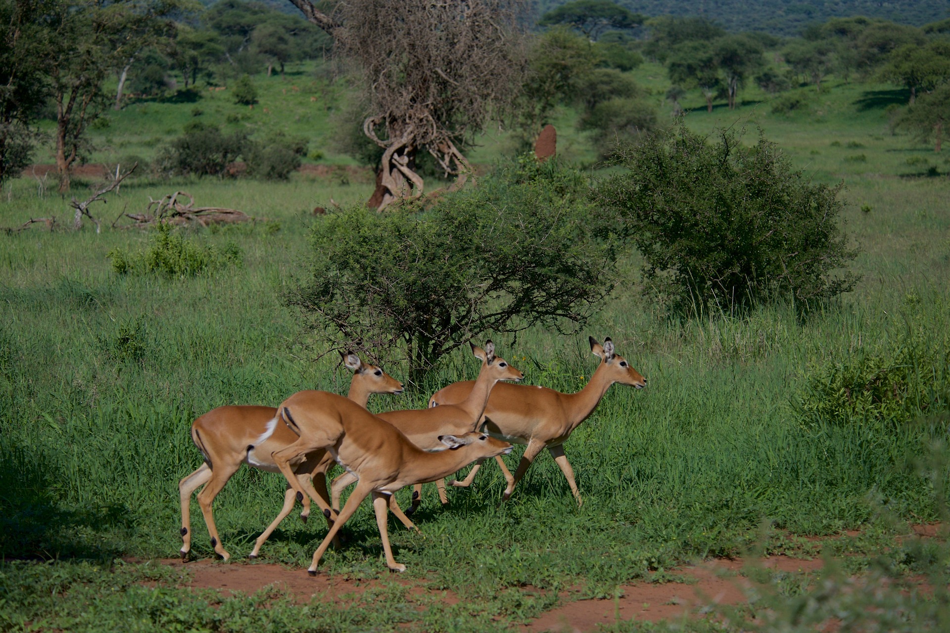 Katavi National Park