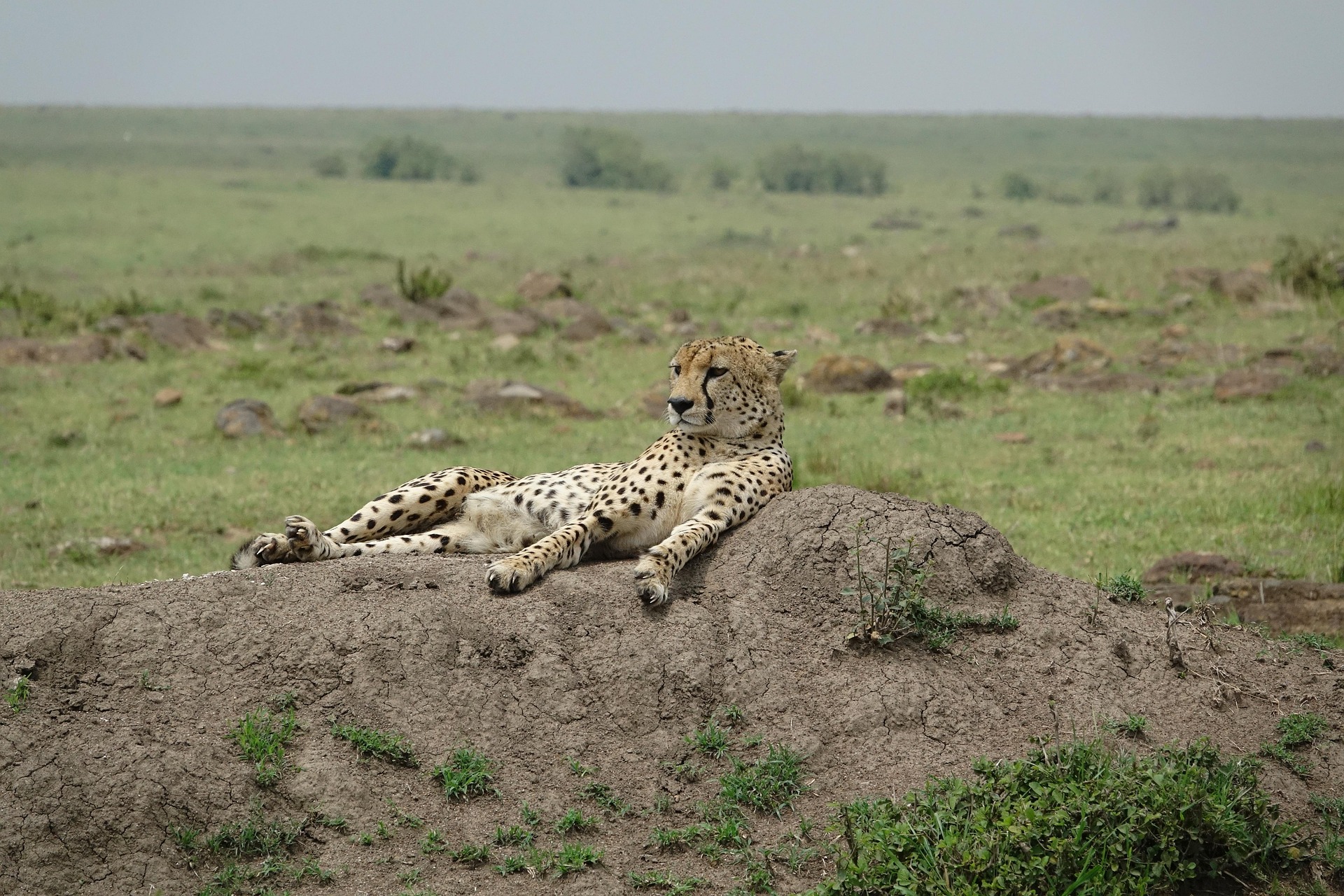 Selous Game Reserve