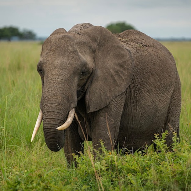 Ngorongoro Conservation Area