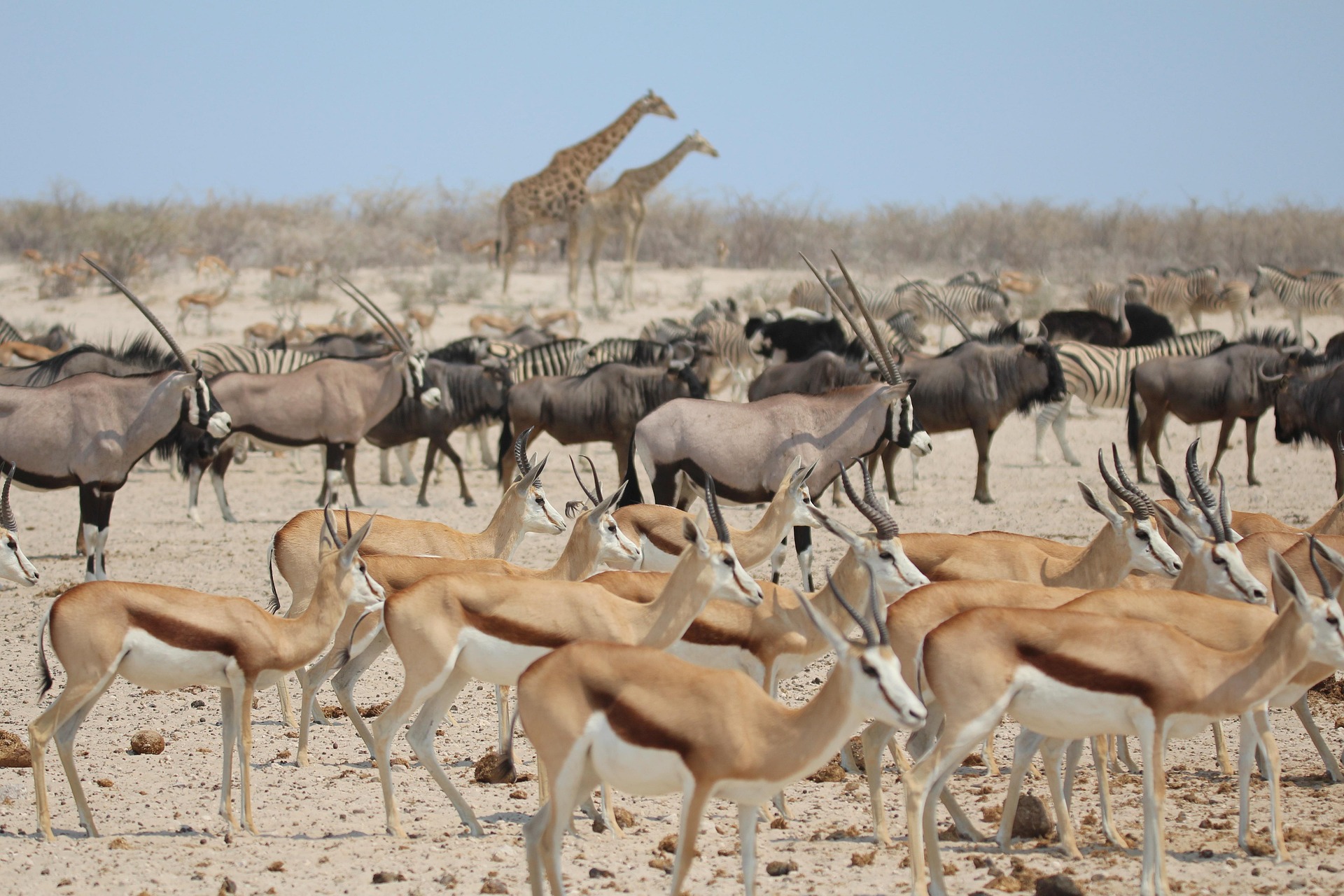 Great Wildebeest Migration Tanzania
