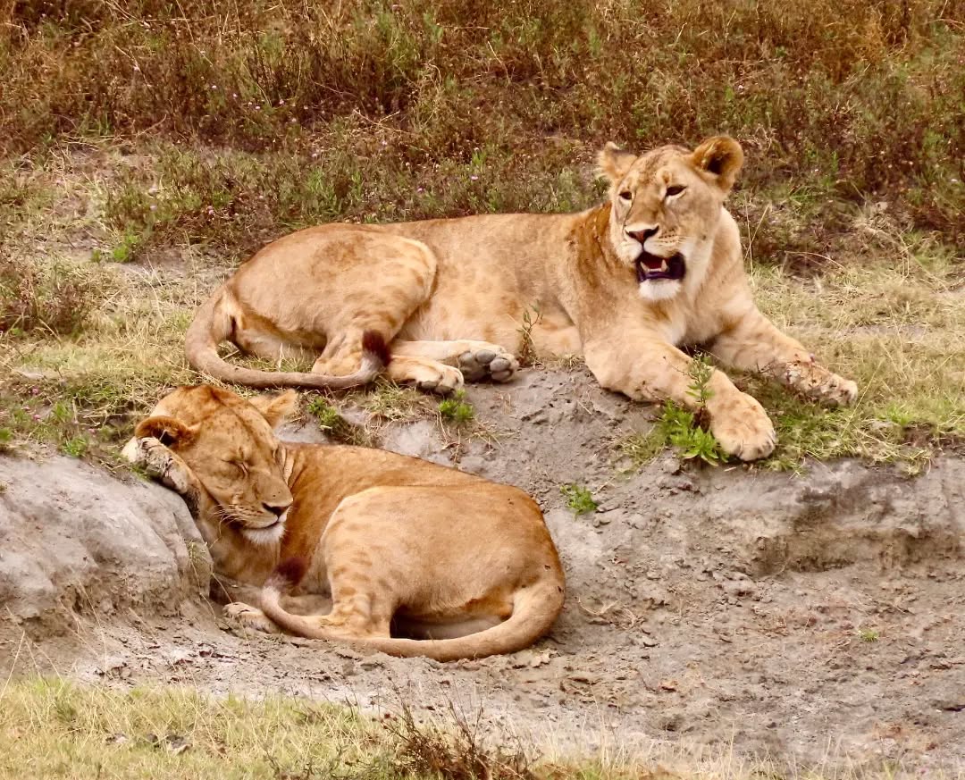 Wildlife Safari