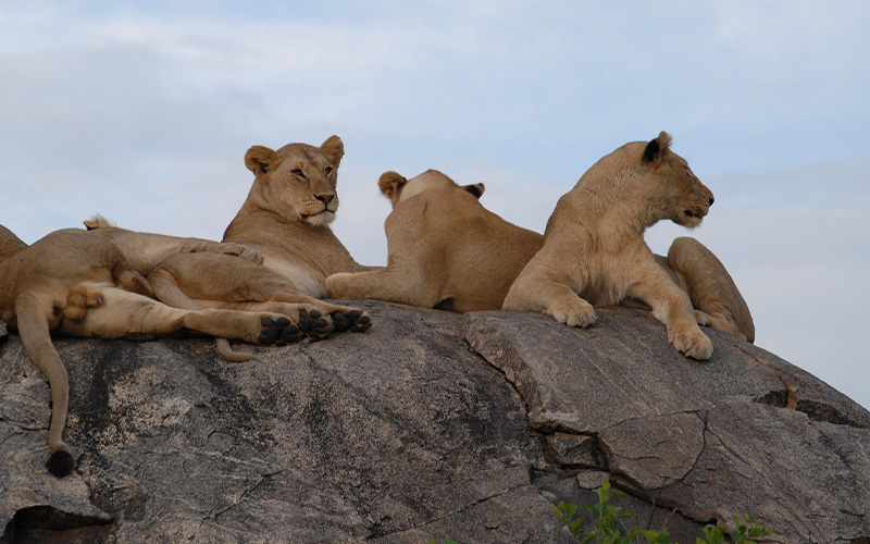 Lions Hunting at Dusk