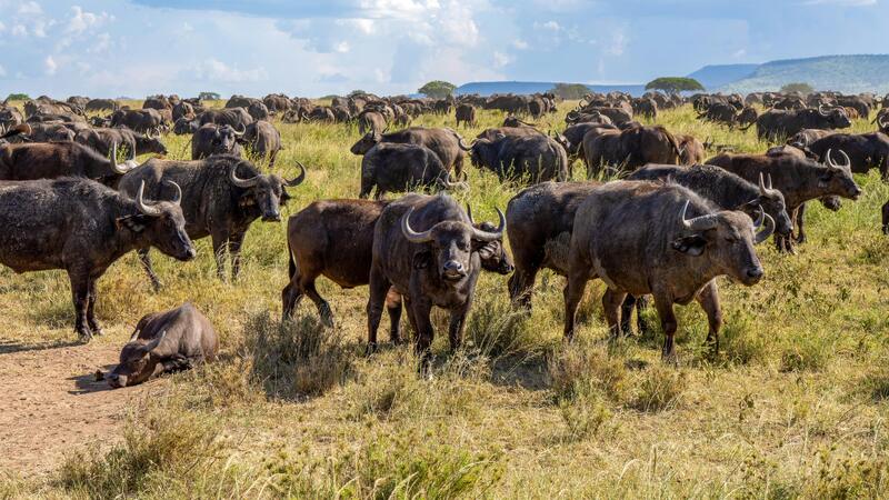 Authentic Tented Camp Safari Tanzania