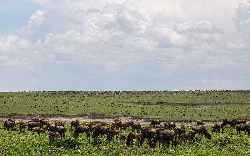 Tanzania Safari Expeditions