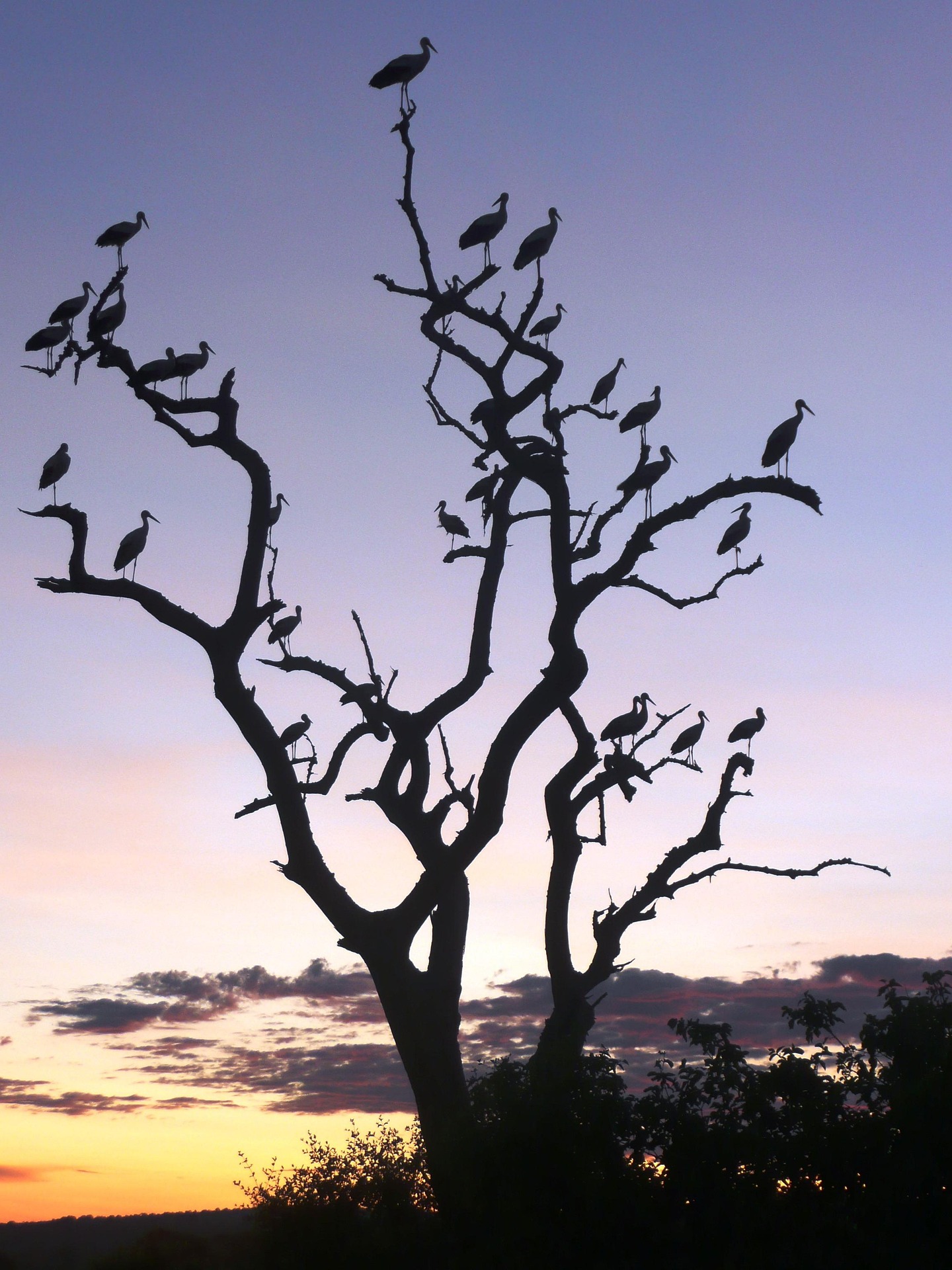 Tarangire National Park