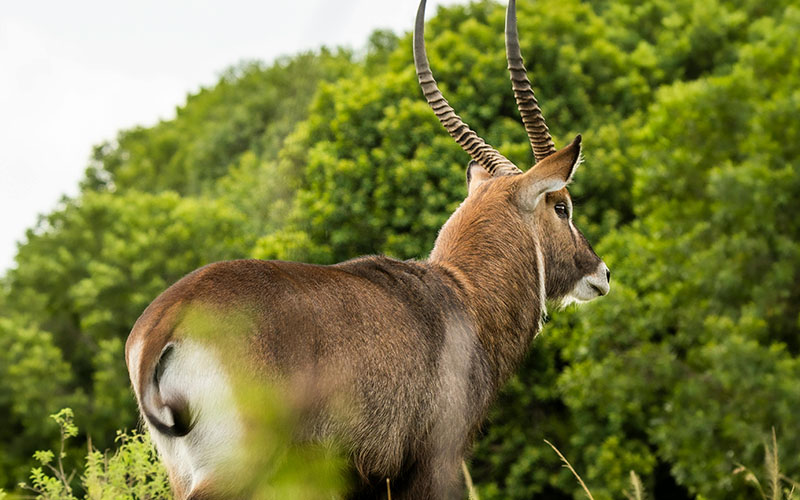 Katavi National Park