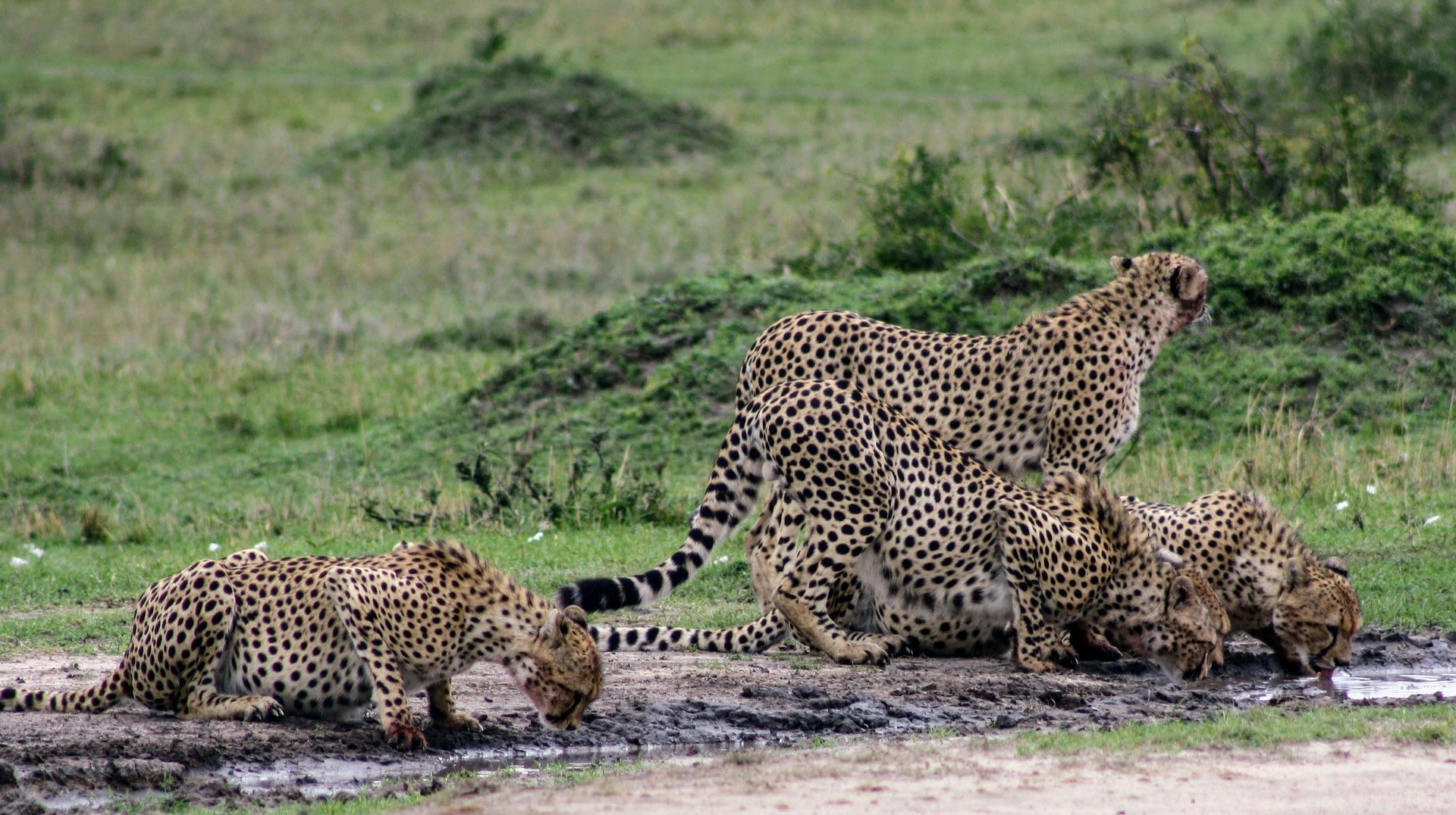 Selous Game Reserve